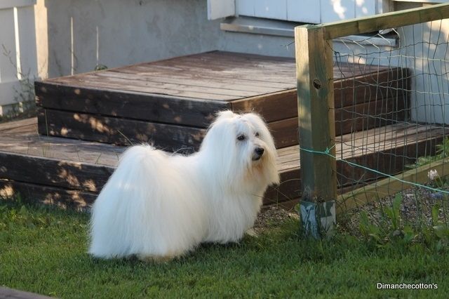 HUGO♥ 10 vuotta❤️Silmät Ok,polvet 0/0